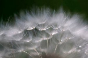 APTOPIX Dandelion Seeds